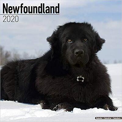 【预售】Newfoundland Calendar 2020