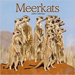 【预售】Meerkats Calendar 2020