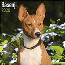 【预售】Basenji Calendar 2020