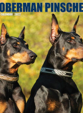 【预订】Just Dobermans 2022 Wall Calendar (Dog Breed) 9781549217784