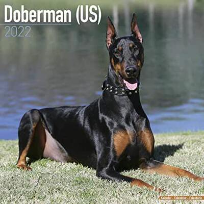 【预订】Doberman (Us) 2022 Wall Calendar 9781839411601