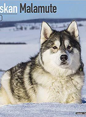 【预售】Alaskan Malamute Calendar 2020