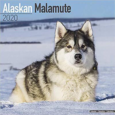 【预售】Alaskan Malamute Calendar 2020