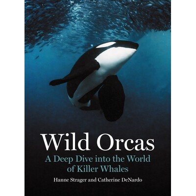 现货   Wild Orcas: A Deep Dive into the World of Killer Whales 野生虎鲸：深入探索杀人鲸的世界: 9780691269849