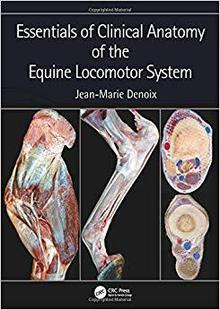 Anatomy Clinical the Equine System Essentials Locomotor