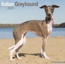 【预订】Italian Greyhound 2023 Wall Calendar 9781839417207