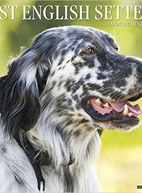 【预售】Just English Setters 2020 Wall Calendar (Dog Breed Calendar)