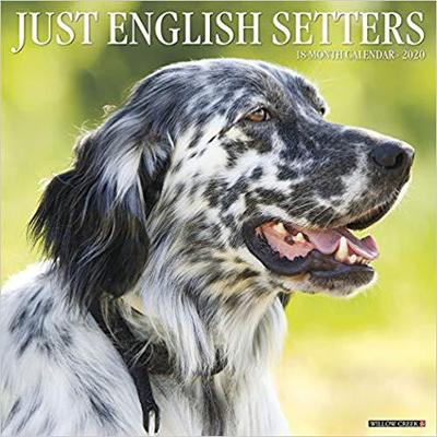 【预售】Just English Setters 2020 Wall Calendar (Dog Breed Calendar)