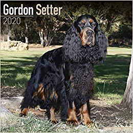 【预售】Gordon Setter Calendar 2020