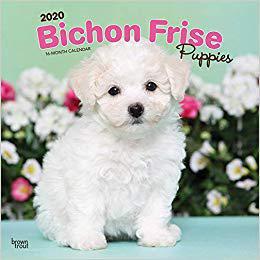 【预售】Bichon Frise Puppies 2020 Square