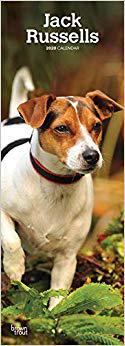 【预售】Jack Russells 2020 Slim Calendar