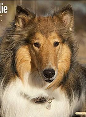 【预售】Collie Calendar 2020