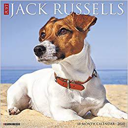【预售】Just Jack Russells 2020 Wall Calendar (Dog Breed Calendar)