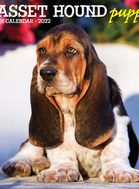 【预订】Just Basset Hound Puppies 2022 Wall Calendar (Dog Breed) 9781549216817