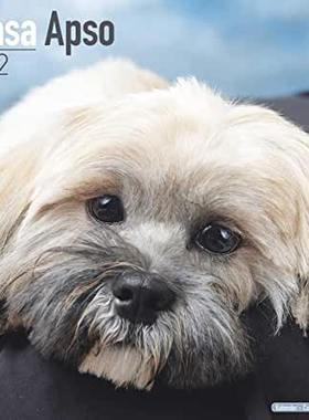 【预订】Lhasa Apso 2022 Wall Calendar 9781839411878