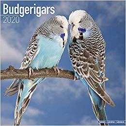 【预售】Budgerigars Calendar 2020