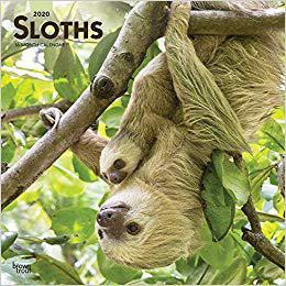 【预售】Sloths 2020 Square