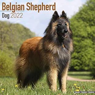 Shepherd Dog 2022 Calendar Belgian Wall 9781839411342 预订