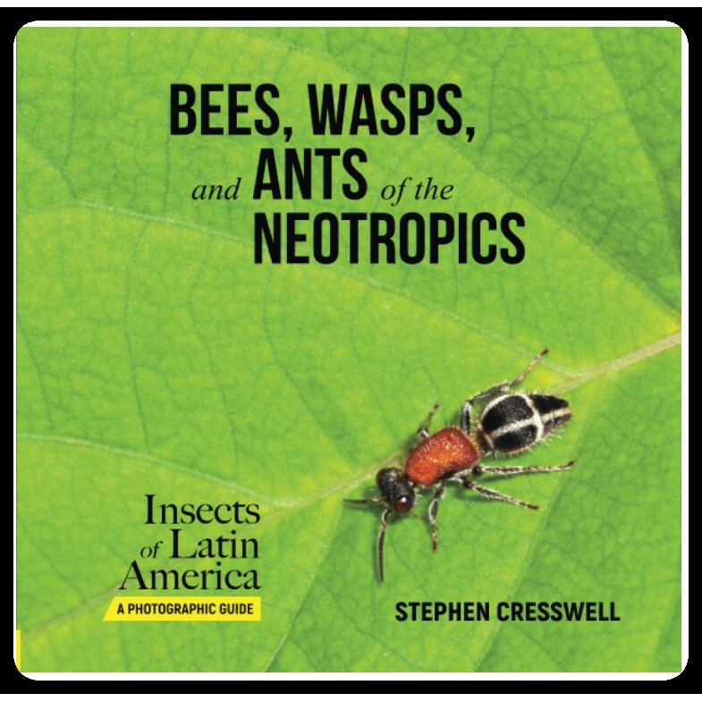 预订 Bees, Wasps, and Ants of the Neotropics (Insects of Latin America, A Photographic Guide): 9798987399255