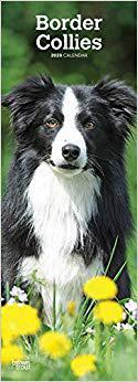 【预售】Border Collies 2020 Slim Calendar