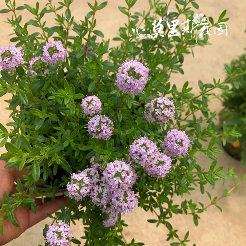 莫里斯花园 花园庭院阳台盆栽植物 芳香植物 百里香