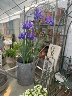 莫里斯花园 春天的花花合集 更多花花入内选不断上新