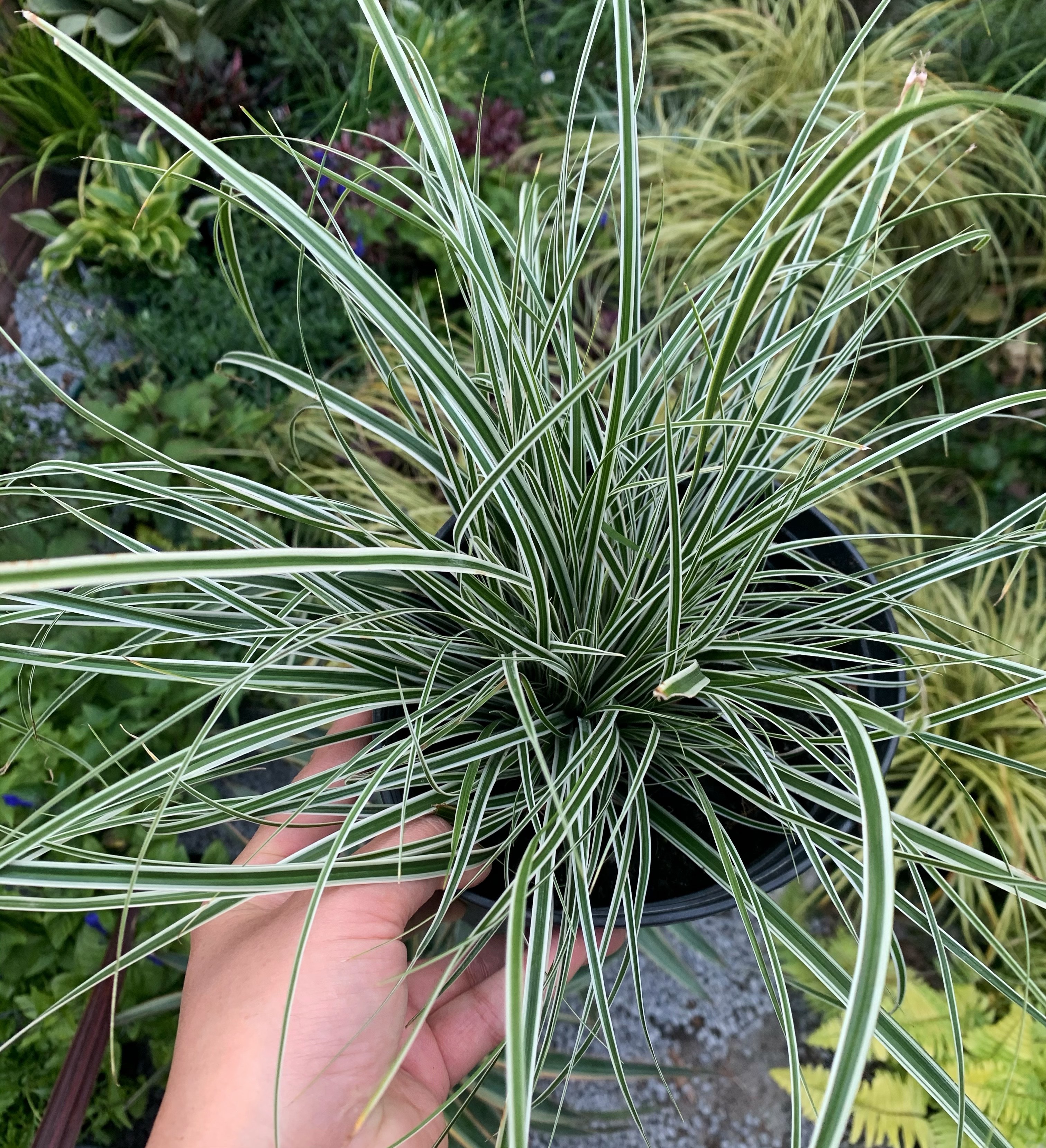 莫里斯花园 艾弗里斯特 一加仑