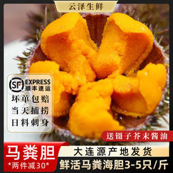 马粪海胆鲜活黄紫胆新鲜日料刺身即食大连海胆肉海鲜水产500g顺丰