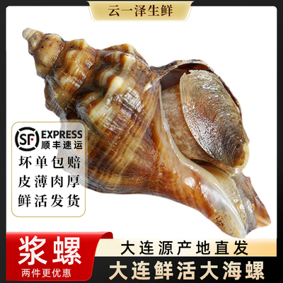 海螺鲜活贝壳浆螺新鲜天然特大号大连海鲜水产花螺响螺田螺刺身