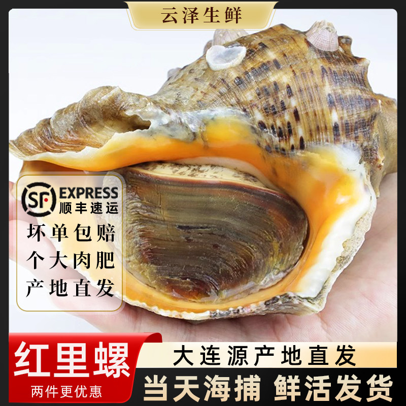 大连特产鲜活大海螺海鲜水产新鲜海捕超大红里螺香螺猫眼螺海螺肉