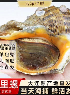 大连特产鲜活大海螺海鲜水产新鲜海捕超大红里螺香螺猫眼螺海螺肉