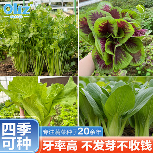 欧林泽四季可种耐热耐旱耐高温蔬菜种子大全阳台盆栽菜园庭院种植
