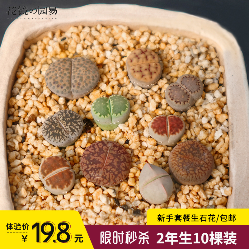 多肉植物组合新手套餐生石花屁股花紫勋屁屁花两年生10颗装包邮(用4.95元券)