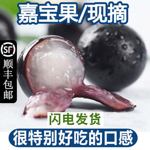顺丰树葡萄鲜果新鲜孕妇水果现摘嘉宝果2斤罕见稀奇古怪的水果