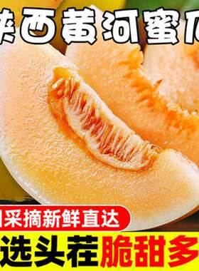 10斤黄河蜜瓜阎良甜瓜新鲜甜瓜当季孕妇水果甜瓜哈密瓜脆甜3/5斤