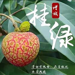 现摘正宗增城二代挂绿荔枝新鲜顺丰包邮精美包装送礼佳品西园挂绿