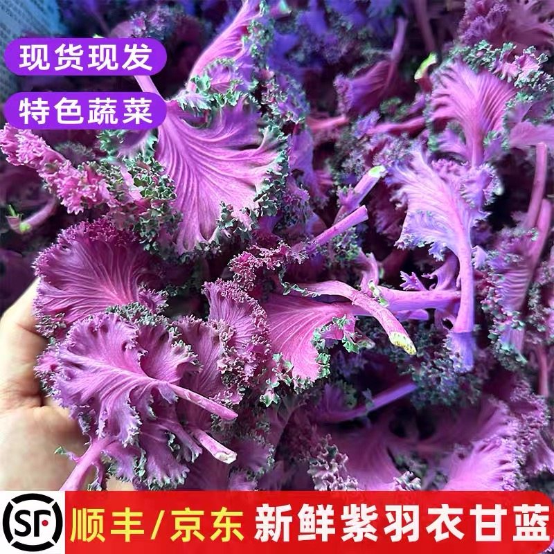 新鲜紫色羽衣甘蓝叶牡丹西餐厅摆叶菜类