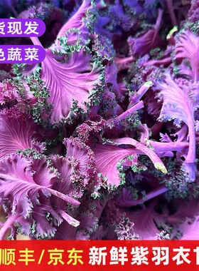 新鲜紫色羽衣甘蓝叶牡丹西餐厅摆盘装饰叶菜轻食沙拉特色食材包邮