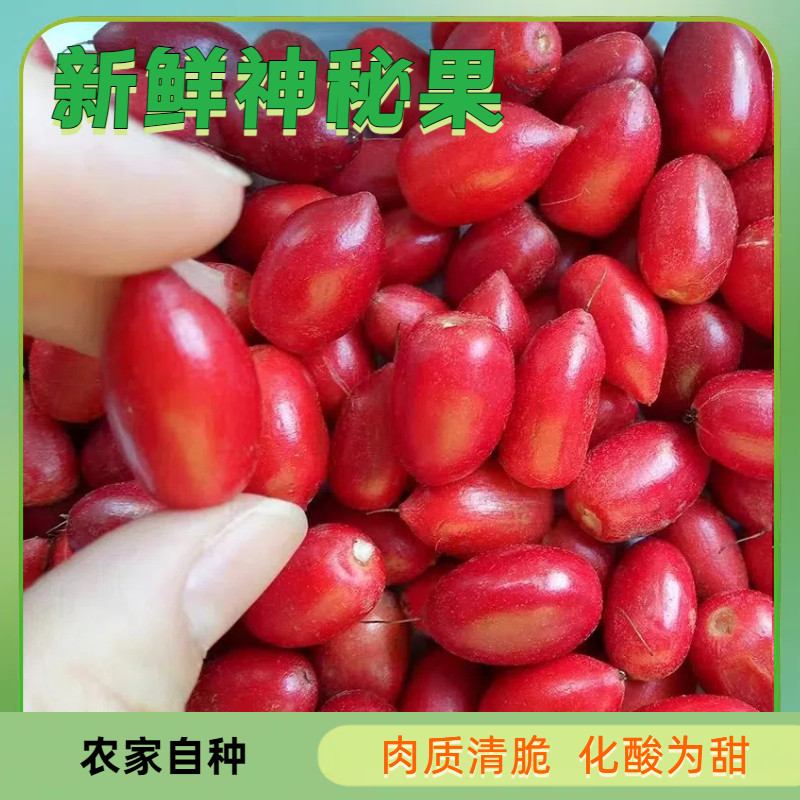 神秘果鲜果酸变甜变味果 蜜拉圣果 神奇改变味觉果干 解酒