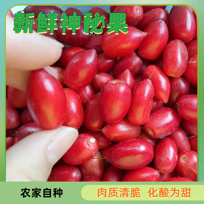 神秘果鲜果酸变甜变味果 蜜拉圣果 神奇改变味觉果干 解酒