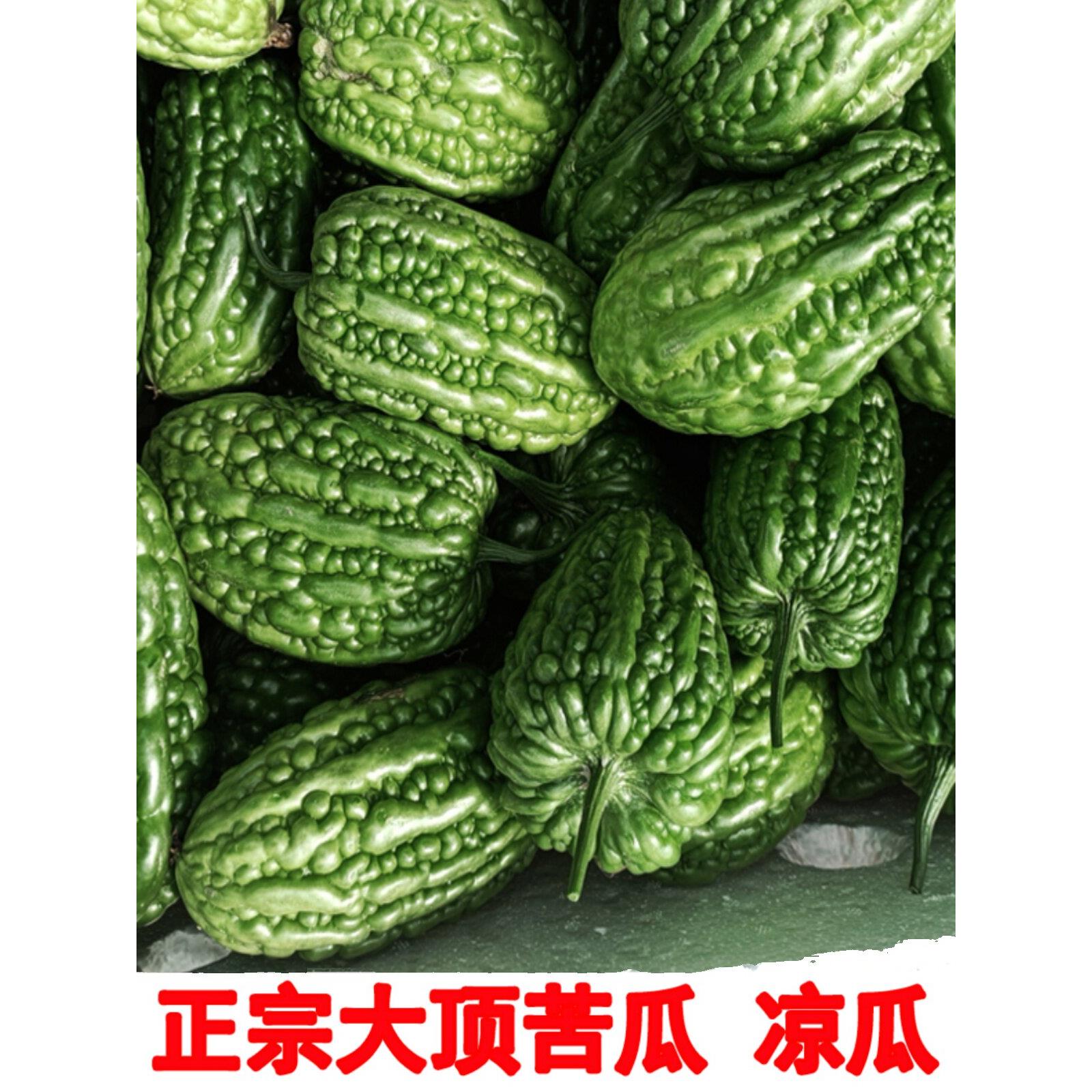 杜粤凉瓜大顶苦瓜虎头瓜雷公锤露天种植现摘清脆农家粤菜圆凉瓜