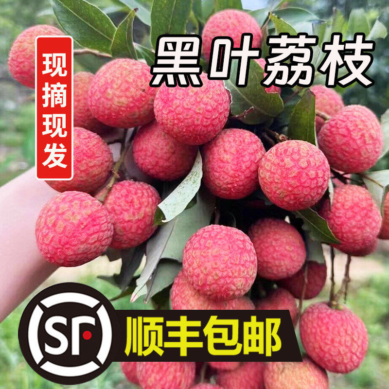 福建黑叶荔枝新鲜现摘现发5斤大果乌叶荔枝当季孕妇水果整箱