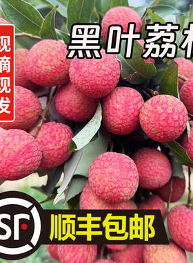 福建黑叶荔枝新鲜现摘现发5斤大果乌叶荔枝当季孕妇水果整箱