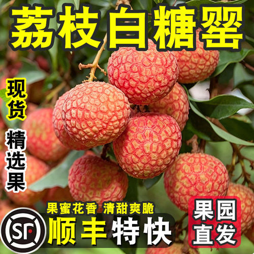 【正宗仙进奉荔枝】顺丰现摘现发新鲜精品果老树大果应季10斤整箱