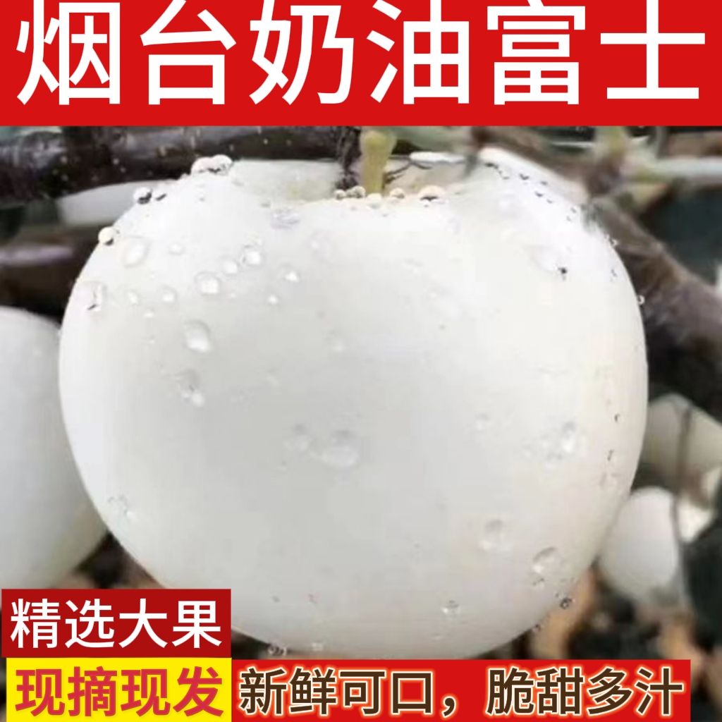 山东烟台奶油富士苹果黄金牛奶白苹果冰糖心新鲜水果5当季整箱
