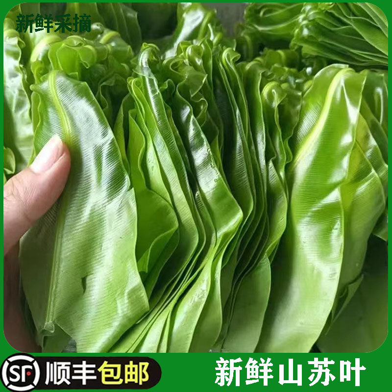 新鲜台湾山苏菜500g鸟巢蕨野菜王西餐酒店特色菜食用山苏叶发顺丰