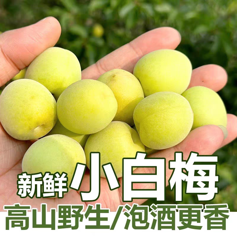 小白梅青梅鲜果高山白梅野生现摘白粉梅泡酒白梅新鲜酸脆梅子