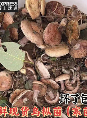 贵州新鲜野外菌子蘑菇生乌枞菌松树菌重阳菌寒紫菌谷熟菌500g