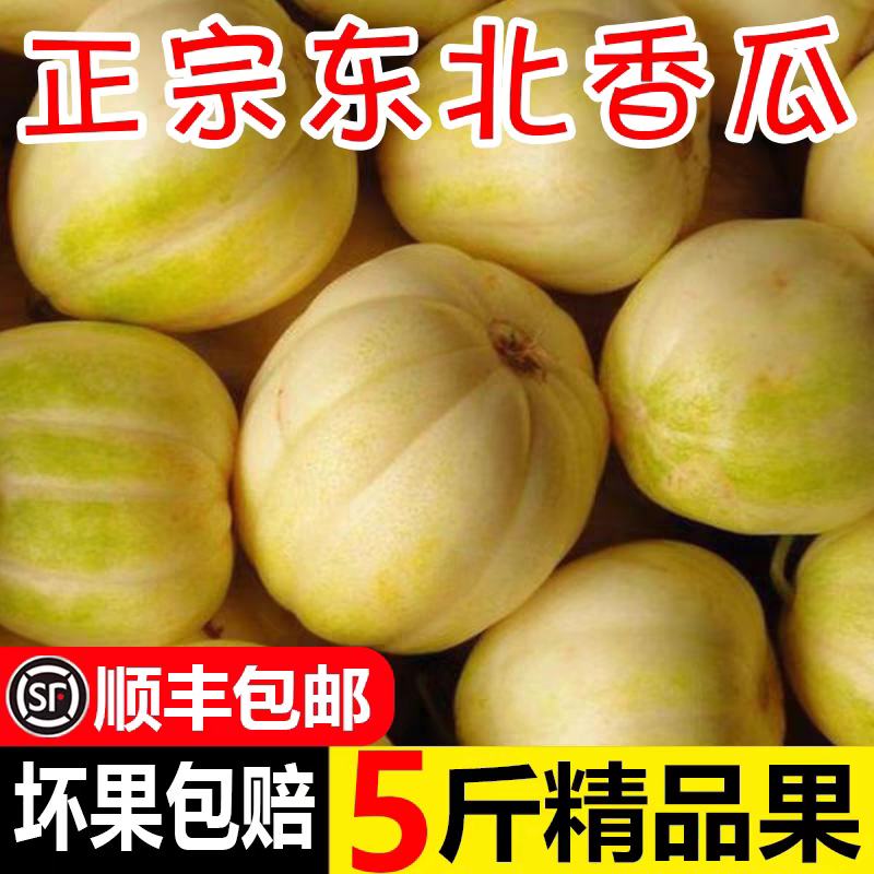 东北香瓜甜瓜新鲜5斤当季时令水果特产小甜瓜整箱白糖罐蜜瓜现摘图片