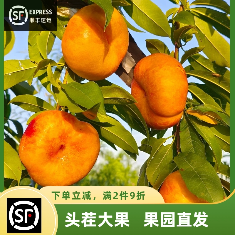 黄金奶油蟠桃新鲜水果彩虹蟠桃5斤脆甜桃子扁桃当季整箱顺丰